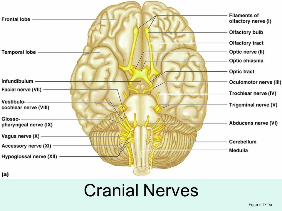 Brain nerve. 12 Cranial nerves. Место выхода нервов из мозга. Блуждающий нерв в мозге. Выход блуждающего нерва из мозга.