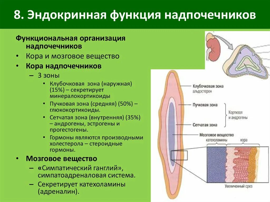 Сетчатая коры надпочечников. Эндокринная функция надпочечников. Физиология коры надпочечников. Надпочечники строение гормоны зоны. 3 Зоны коркового вещества надпочечников.