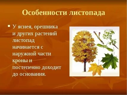 Какова окраска листьев у разных растений