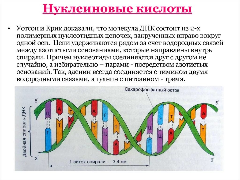 Нуклеиновые кислоты биология 9 класс. Клиновые кислоты презентация 9 класс. Нуклеиновые кислоты структура ДНК. Дезоклеиновая кислота.