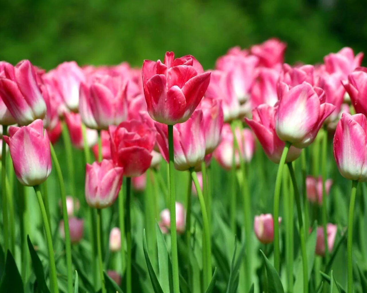 Покажи цветы тюльпаны. Тюльпан Katinka. Тюльпан Дойч Прайд. Красивые тюльпаны. Розовые тюльпаны.