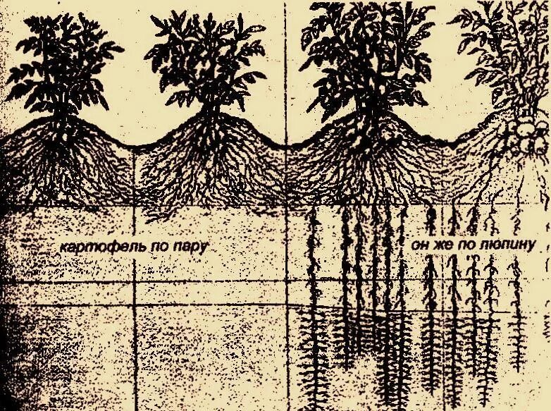 Глубь корень. Корневая система растений глубина. Глубина проникновения корневой системы картофеля. Глубина корневой системы разных деревьев.