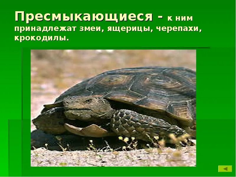 Черепахи земноводные или пресмыкающиеся. Черепахи это рептилии или земноводные. Ящерицы змеи черепахи. Черепаха земноводное. К какому отряду относится черепаха