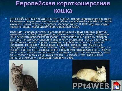 Кошачьи описание