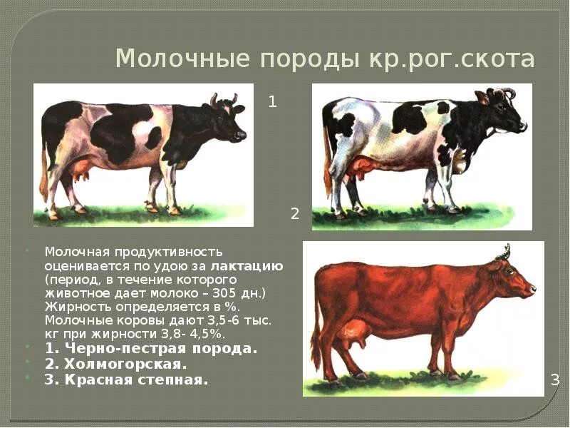 Рогатый скот примеры. Коровы молочной породы. породы коров молочного направления. породы крупного рогатого скота молочного направления продуктивности. крс для презентации.