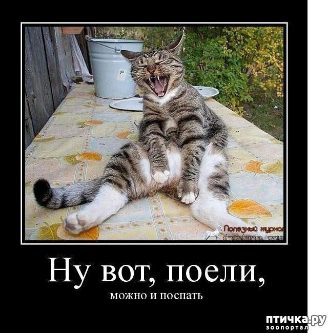 пожру борща посплю. поели можно и поспать. наелась и выспалась. поел поспал. можно и поспать картинки.