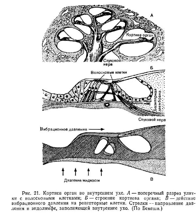 Кортиев орган внутреннего уха. Строение внутреннего уха Кортиев орган. Внутреннее ухо анатомия Кортиев орган. Строение улитки Кортиев орган.