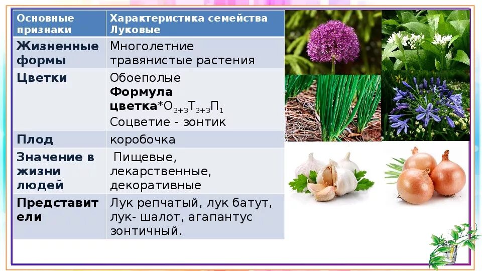 Каково значение растений лилейных в жизни человека. Семейство однодольных растений луковые. Однодольные растения луковые таблица. Таблица семейство однодольных растений семейства луковых. Семейства класса Однодольные луковые.