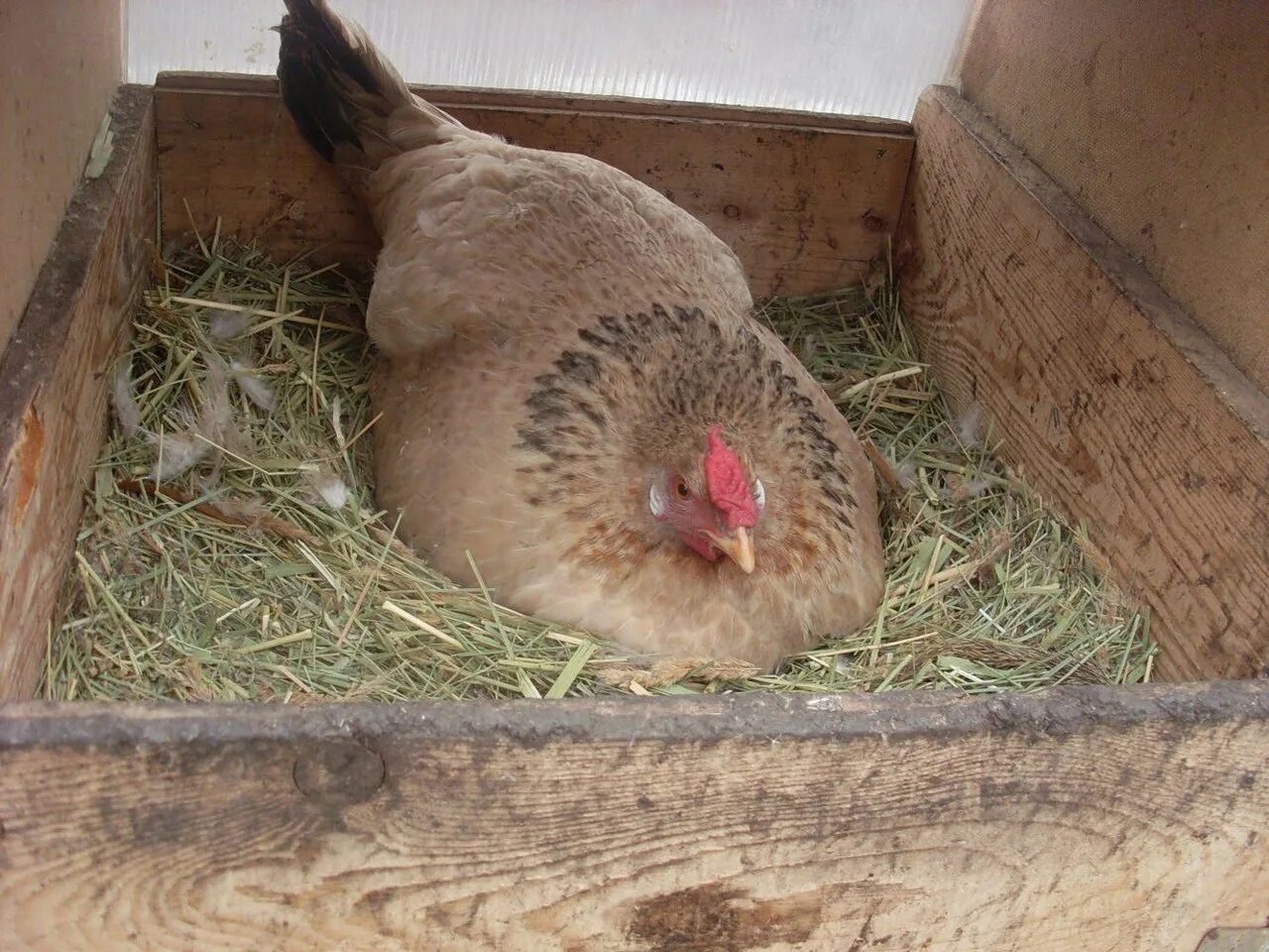 насесты в курятнике. гнёзда в курятнике для кур. курам гнездо нестись. курам гнездо нестись. несущие гнезда для курей.