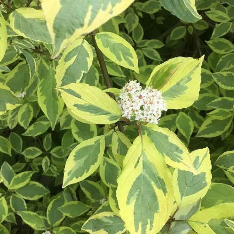 Дёрен белый. Дерен Spaethii. Дерен Шпета. Дерен белый Cornus Alba.