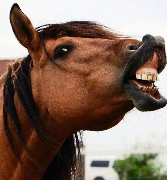 Трясущаяся лошадь. Лошадка фыркает. Лошадь мотает головой. Лошадь смеется. Конь смеется.