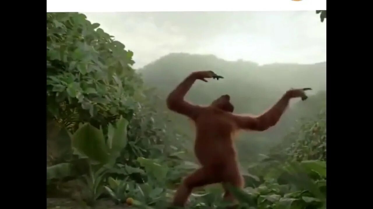 Танцующие обезьяны музыка
