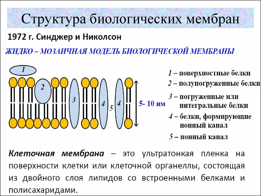 Функция мембраны клетки является. Строение биологических мембран биохимия. Схема строения мембраны биохимия. Функции биологических мембран биохимия. Строение клетки, функции биологических мембран кратко.