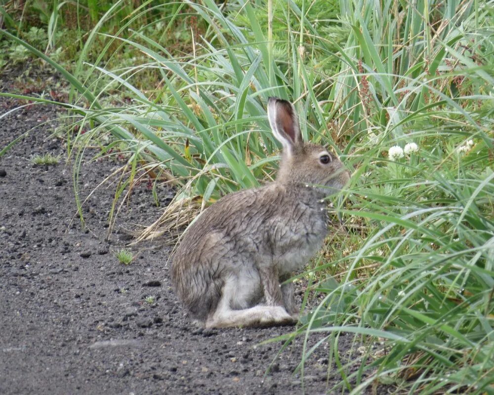 Заяц Свердловской области. Охота на механического зайца.