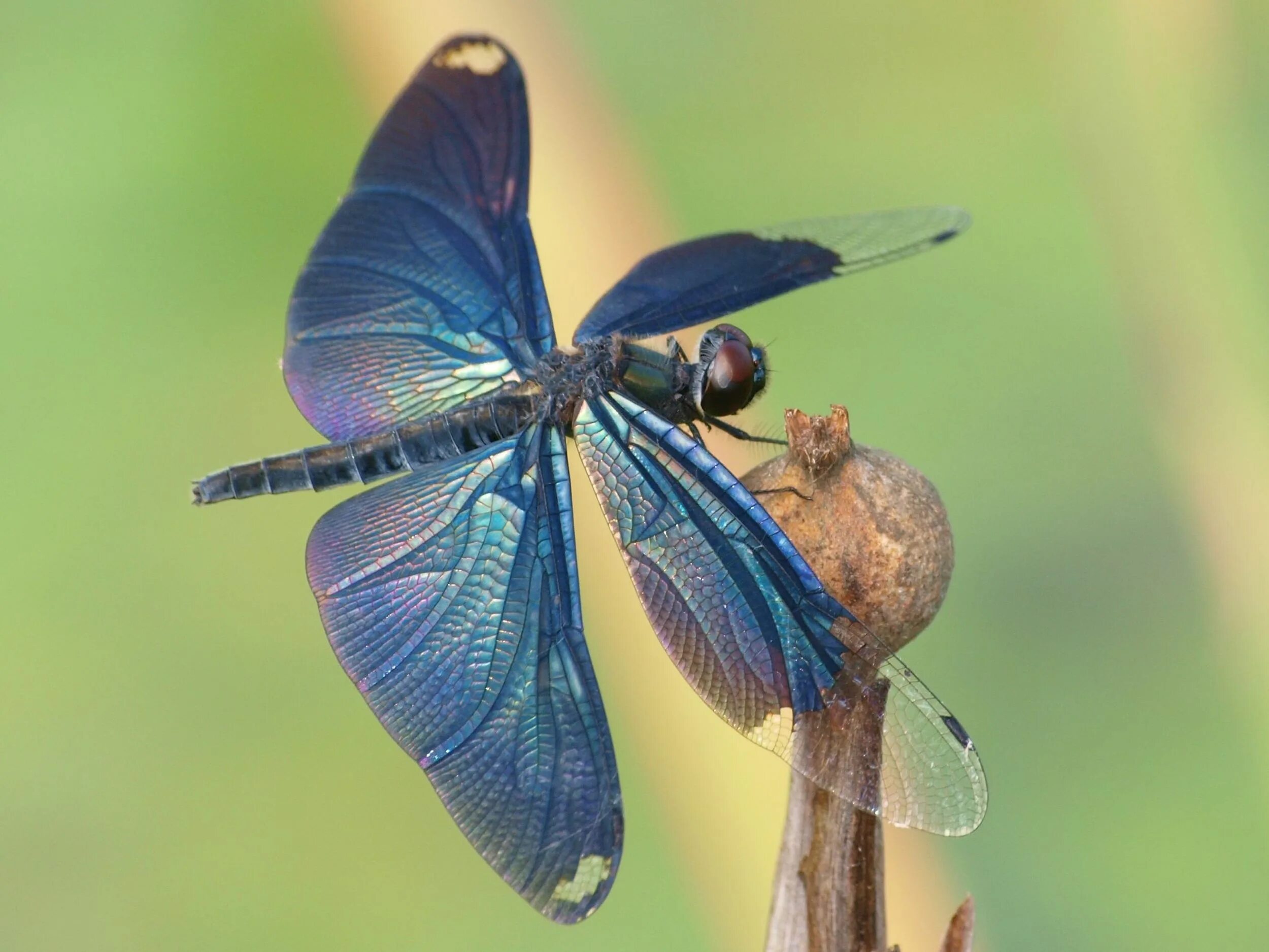 Стрекоза д. Rhyothemis fuliginosa. стрекоза rhyothemis. бабочки и стрекозы. стрекоза с крыльями бабочки.