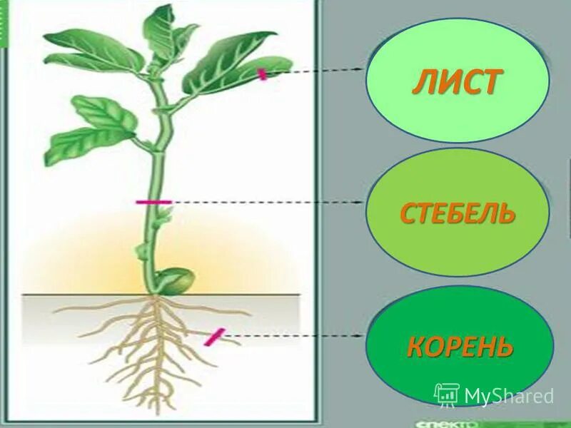 Лист группа органов