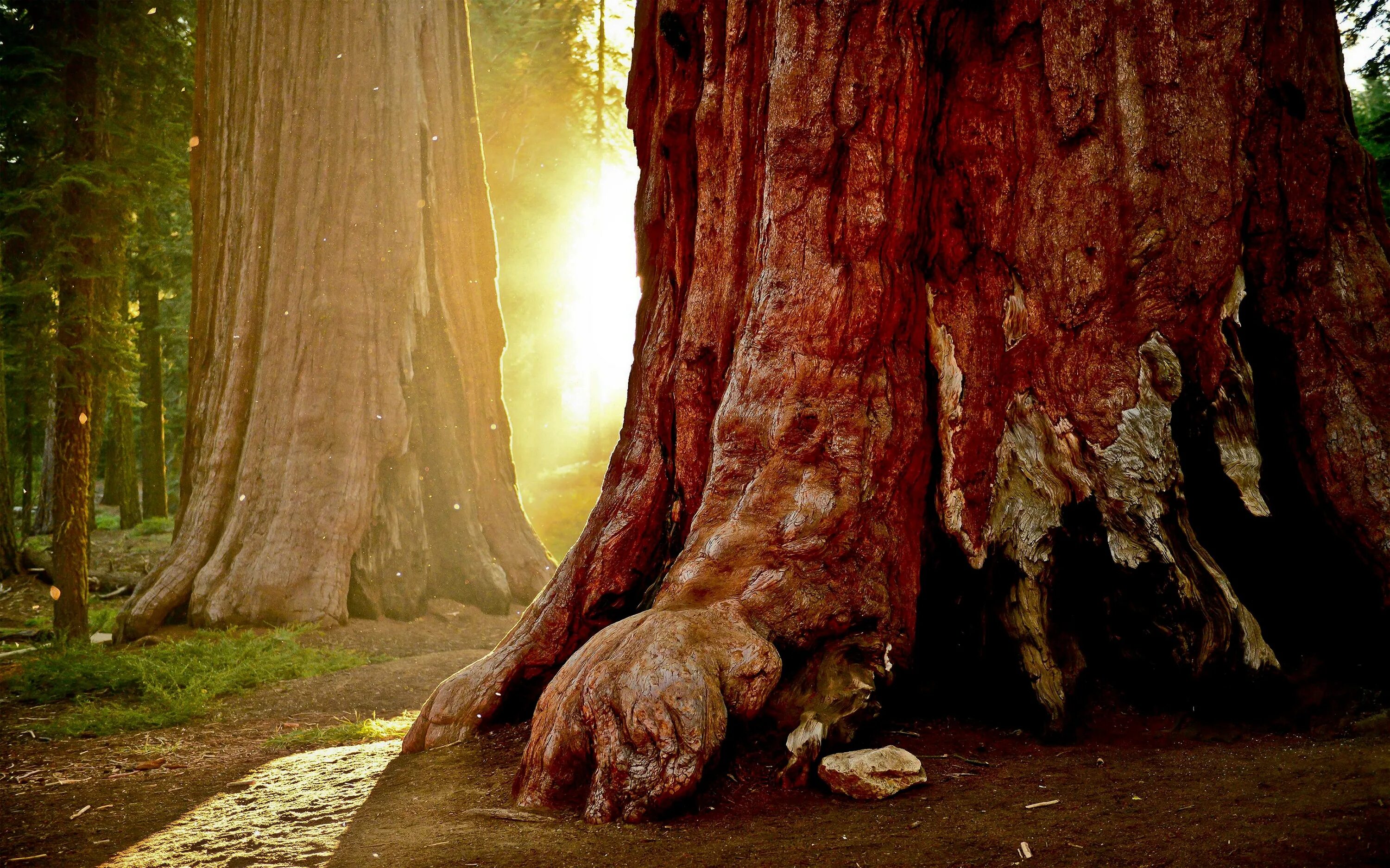 Враги большого леса. Враги большого леса. Леса россии в 90 и сейчас. Крепость большого леса головачев. Крепость большого леса головачев.