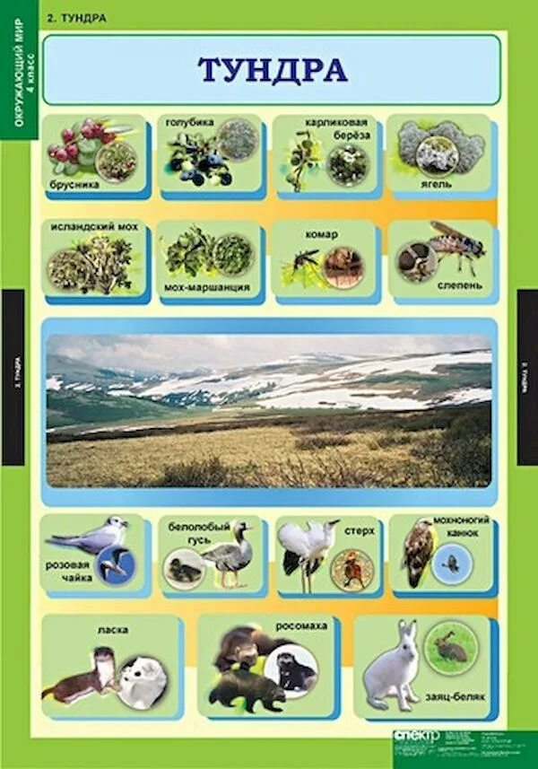 Животные природных зон 4 класс. Наглядные пособия по окружающему миру. Учебная таблица окружающий мир. Наглядность по окружающему миру. Окружающий мир начальная школа.