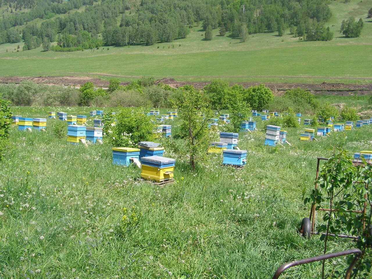 пасека в поле. ульи в саду. пасека в степи. пасека в цветах. пасека пеноулик.