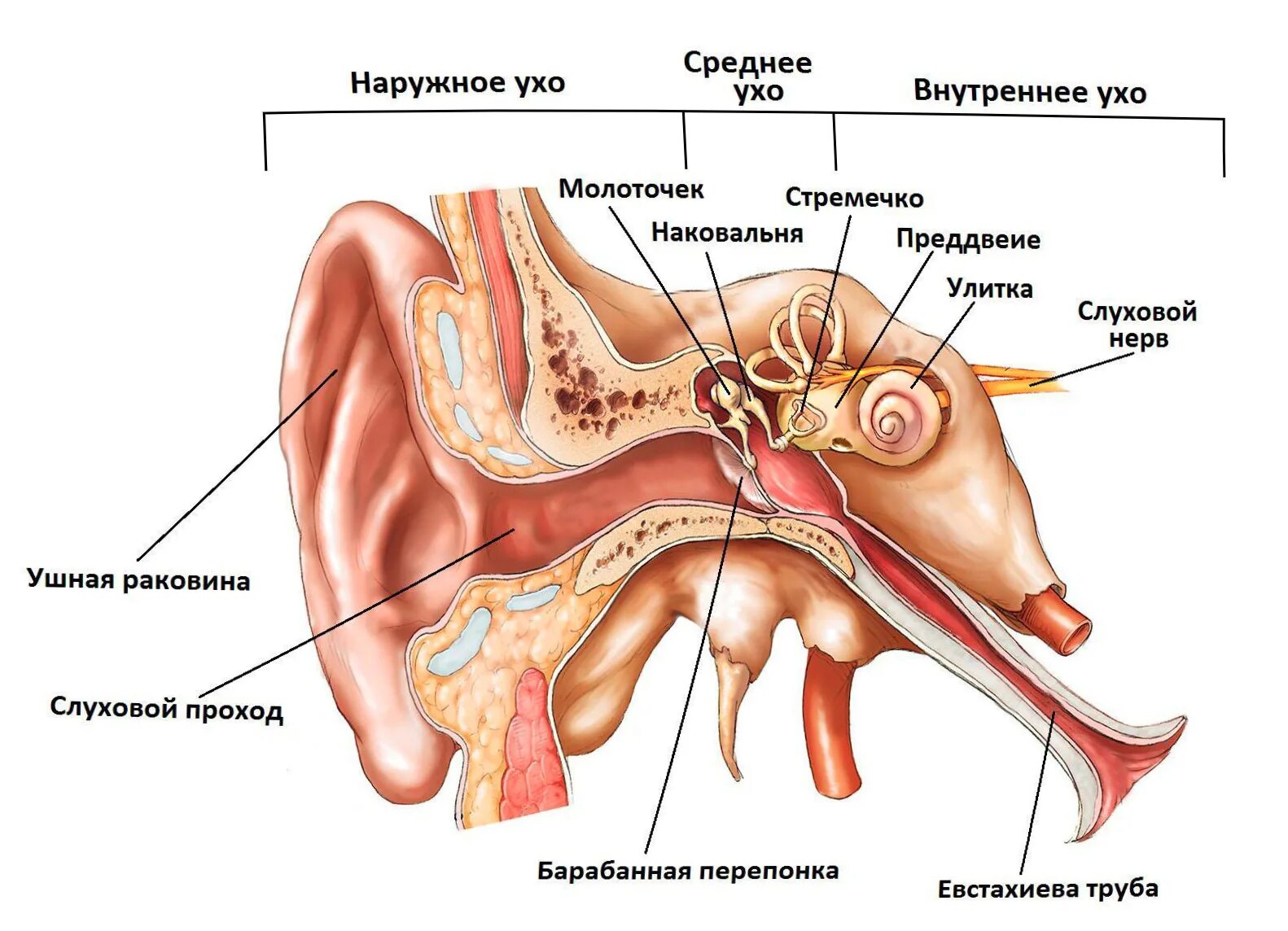 Строение уха человека слуховые косточки. Среднее ухо барабанная перепонка слуховые косточки. Среднее ухо барабанная полость евстахиева труба. Анатомия и физиология уха слуховой анализатор.