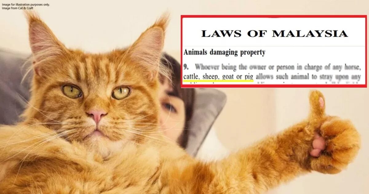 Кот показывает класс. Котик показывает класс. Кошачий лайк. Котик показывает класс. Коты показывают класс.