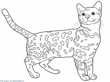 Распечатать коте