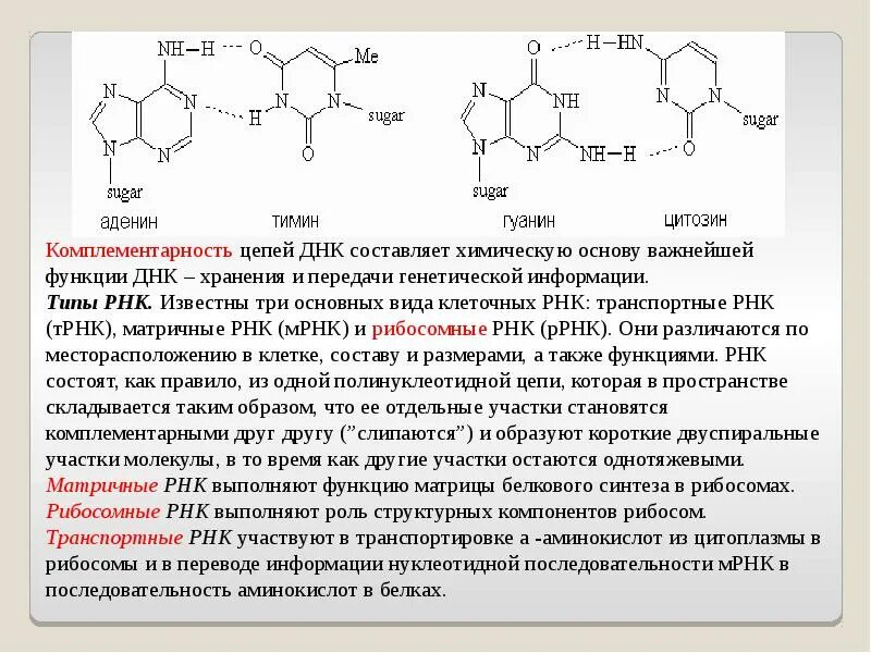 Комплементарные нуклеотиды рнк. Комплементарные взаимодействия нуклеотидов. комплементарность цепи нуклеиновых кислот. комплементарное соединение цепей днк.