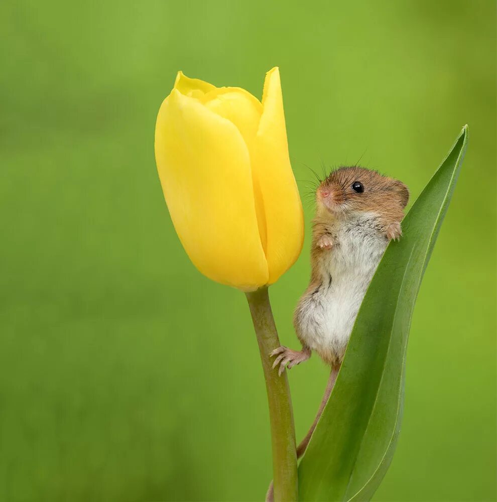 Мыши весной. Мышонок с цветами. Мышь Малютка. Мышка в цветке.