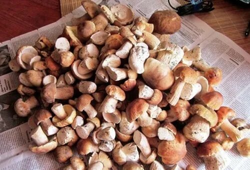 Что делают с белыми грибами после сбора