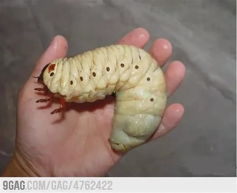 110 Rhinoceros Beetle Pupa Stock Photos - Free & Royalty-Free Stock Photos from 