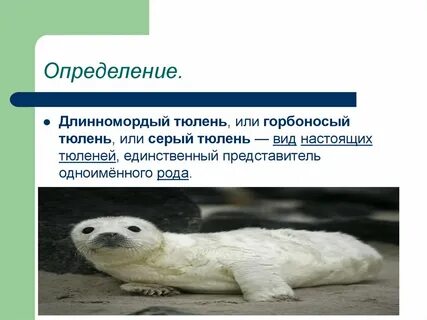 Единственный представитель