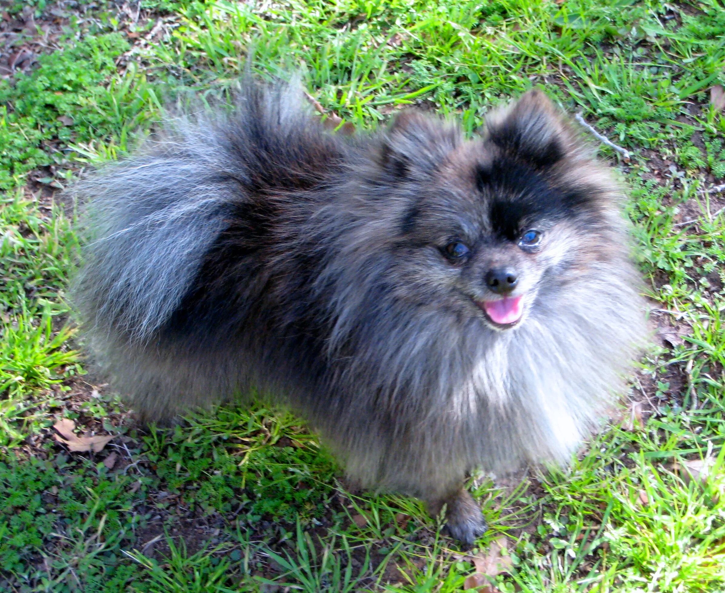 Cute fluffy blue fur Pomeranian puppy dog kawaii gems jewels crystals fur Dog dy