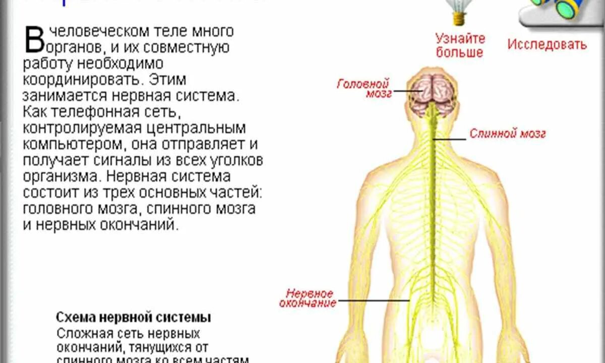 Нервная система. Нервная система человека. Координация и регуляция. Нервная система человека презентация.