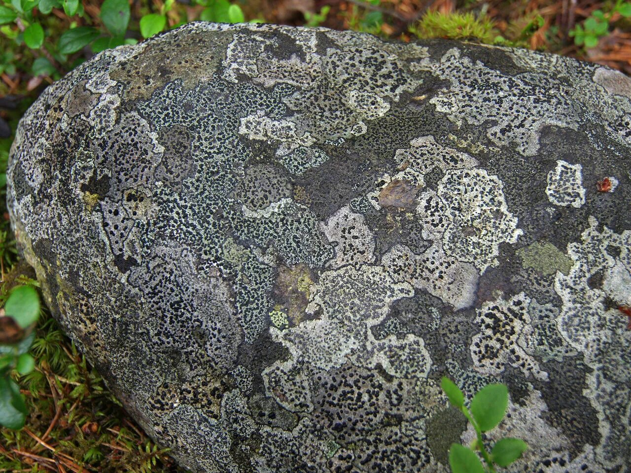 Лишайники обитающие на камнях называют. Эпилитные лишайники. Лишайники обитающие на камнях называют. Лишайники карелии на камнях. Лишайники обитающие на камнях называют.