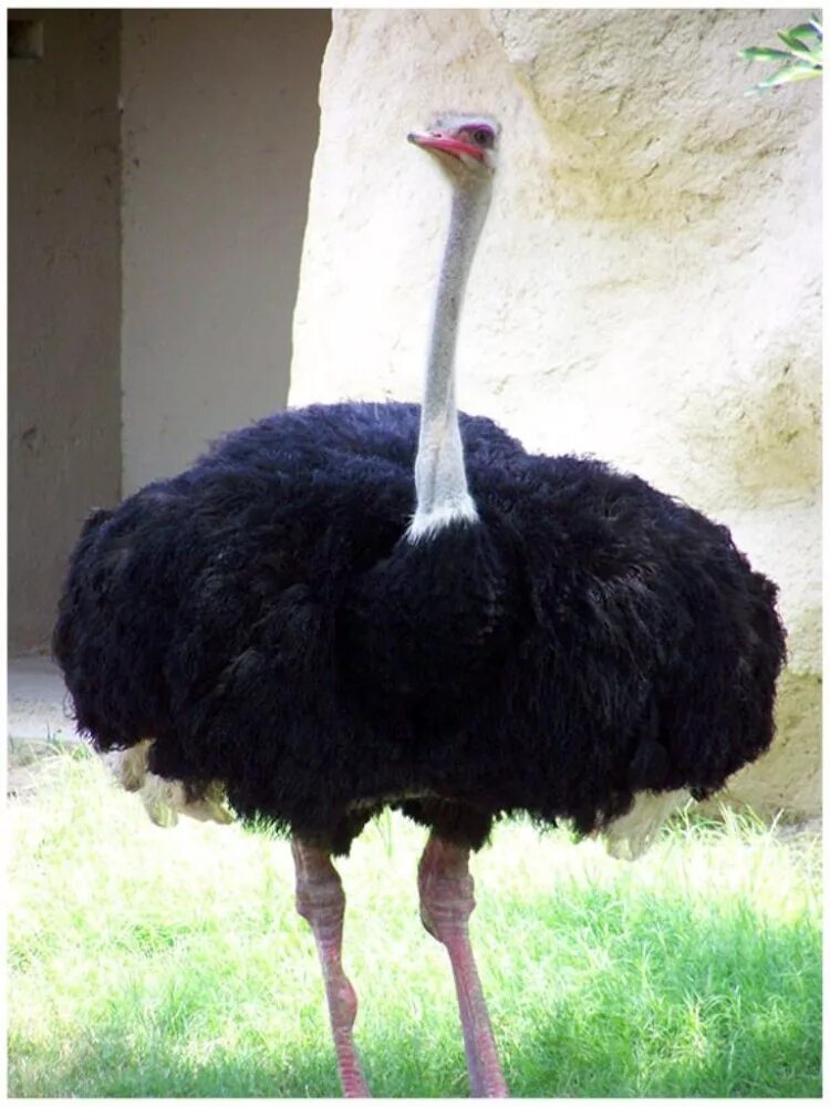 Африканский страус. Африканский страус Африканский страус. Африканский страус рост. Черный Африканский страусенок.
