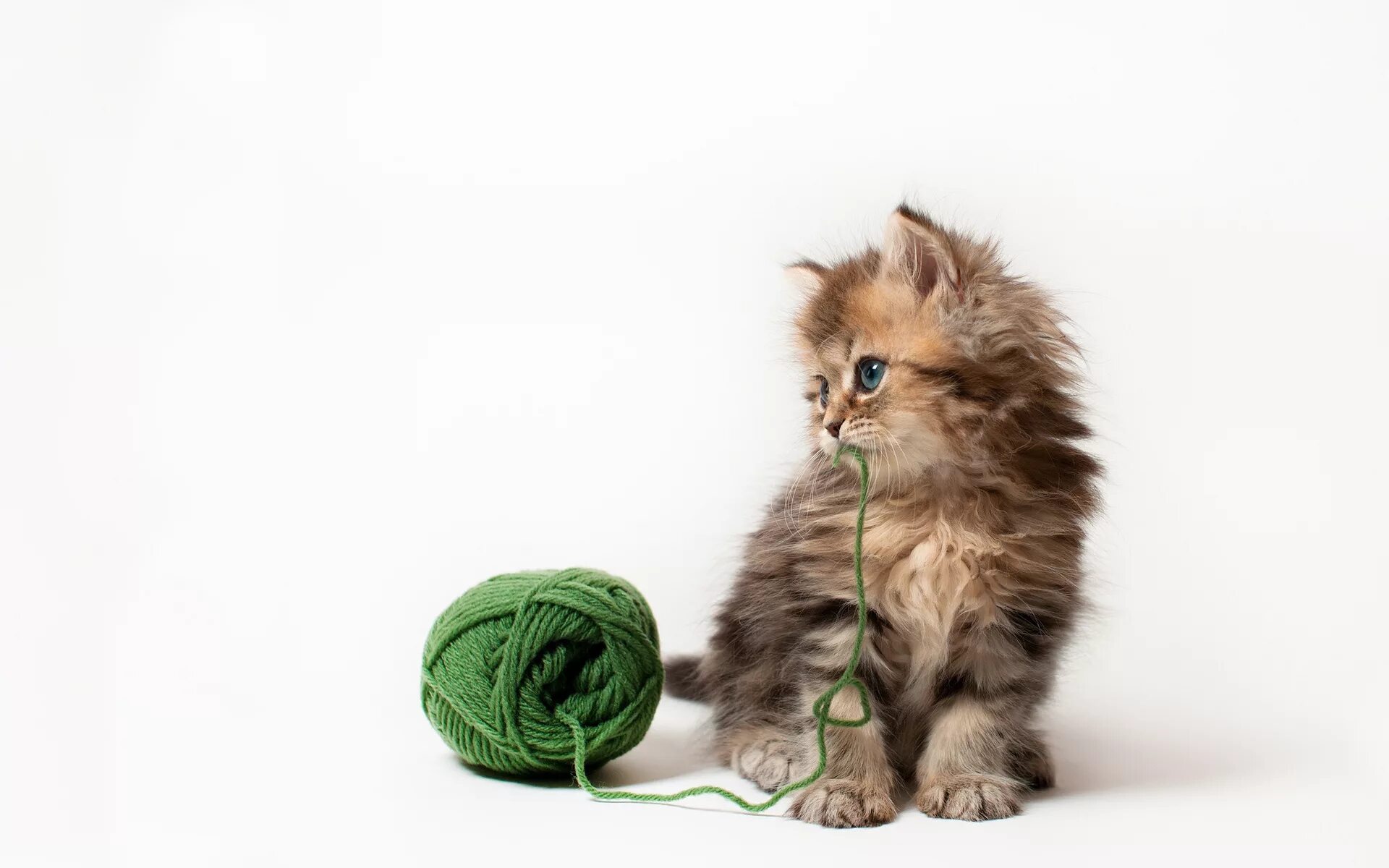 Котенок играющий с клубком. Котёнок и клубок. кот клубочком. кошка с клубком. красивые котята.