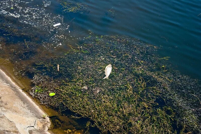 Загрязнение водохранилища. Загрязненное водохранилище Воронеж. Водохранилище Воронеж загрязнено. Загрязнение реки Воронеж. Загрязнение водохранилища Воронеж.