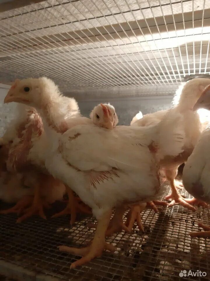 бройлеры 1. бройлеры 1. цыплята бройлеры 2 месяца. кобб 500 1 месяц. бройлер 1 месяц.