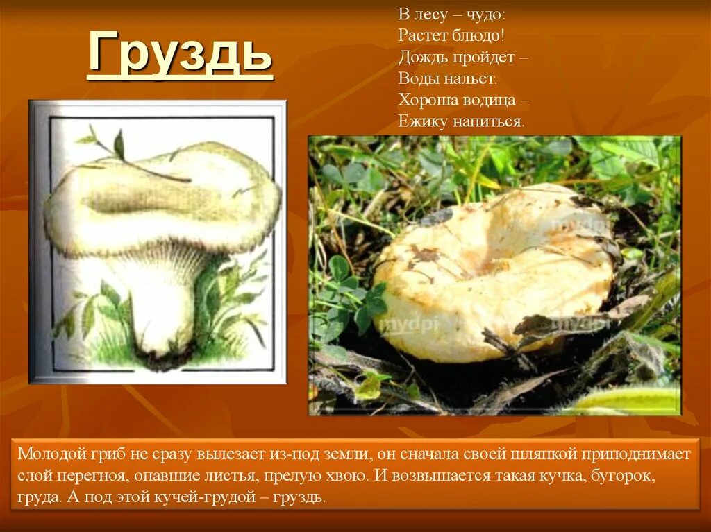 Доклад про грибы грузди. Ложный груздь. Груздь несъедобный. Грузди информация.