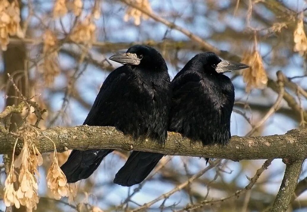 Сколько живут грачи