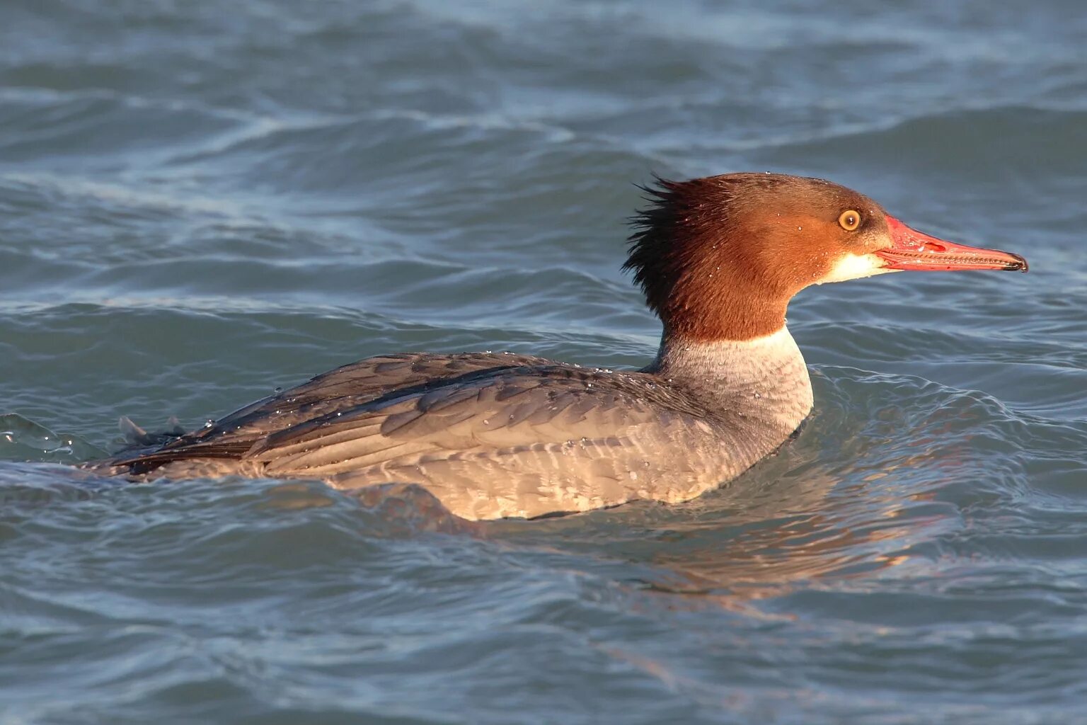 Крохаль птица. Большой крохаль Mergus Merganser. Нырок крохаль. Большой крохаль утка. Крохаль самка.