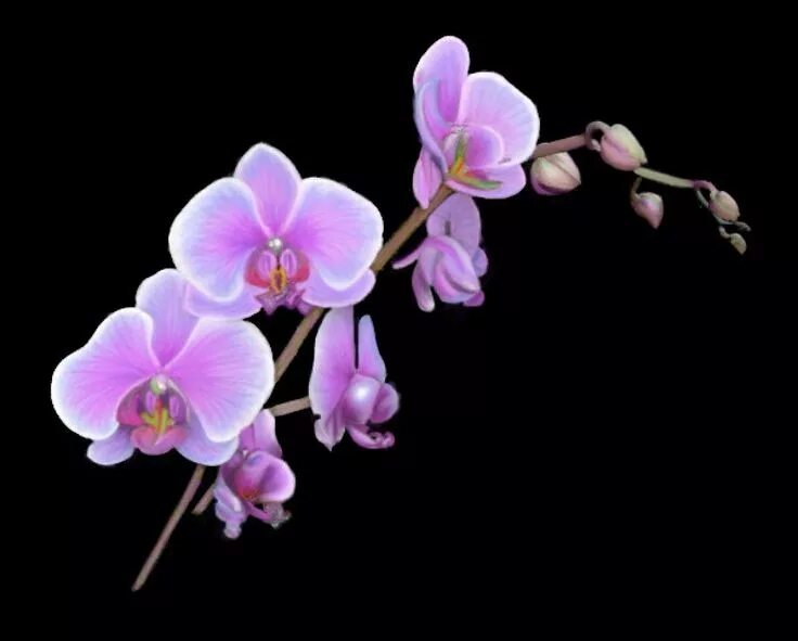 Орхидея shenzhen nongke. Орхидеи orchid. Фаленопсис сангрия. Орхидея гули. Орхидея дендробиум фаленопсис.