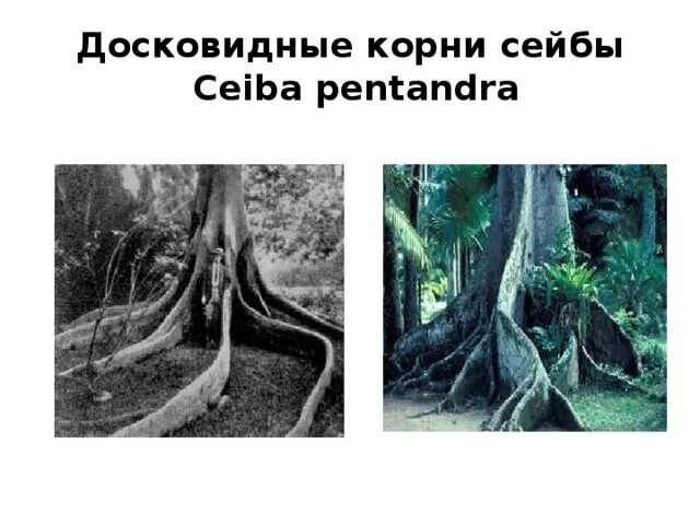 Досковидные корни примеры растений Презентация на тему: VI. Дыхательные корни
