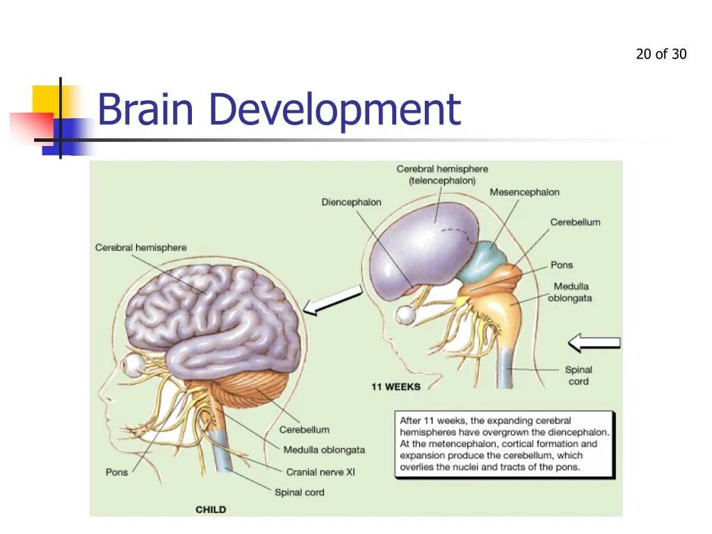 Brain development. Brain development
