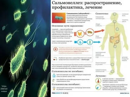 Сальмонелла симптомы у взрослых лечение