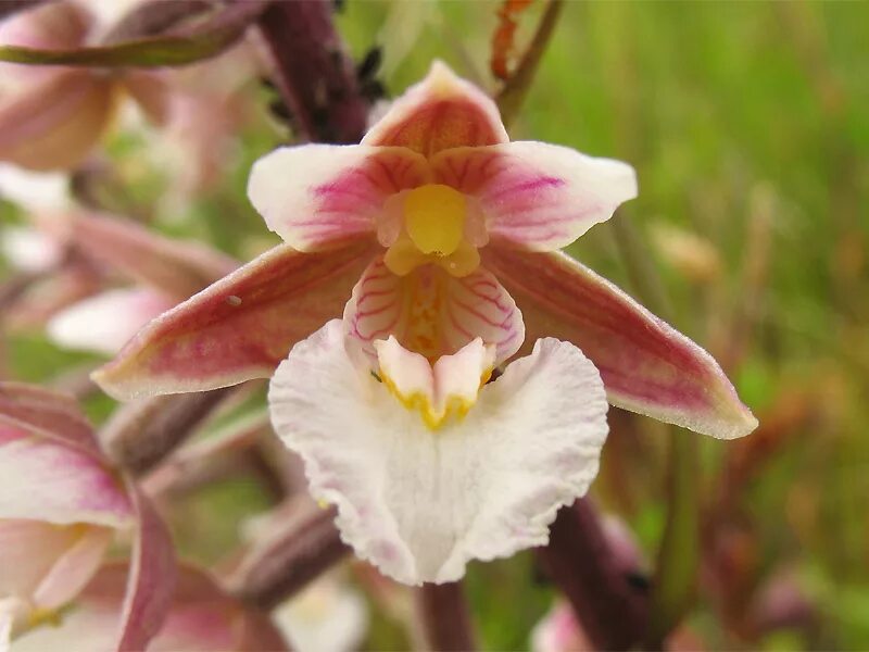 Дремлик болотный (Epipactis palustris). Орхидея Дремлик болотный. Дремлик болотный (Epipactis palustris (l.) Crantz ).