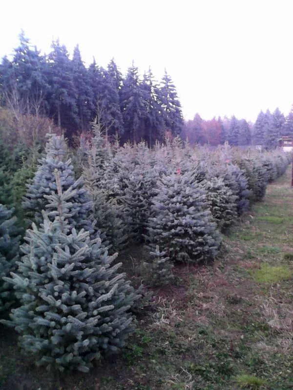 Голубая ель лесная. Голубая ель питомник пикалево. Ель колючая глаука мисти блю. Ель адель голубая. Ель голубая 1 метр.