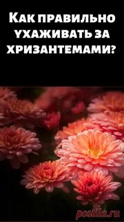 Уход за хризантемами в вазе