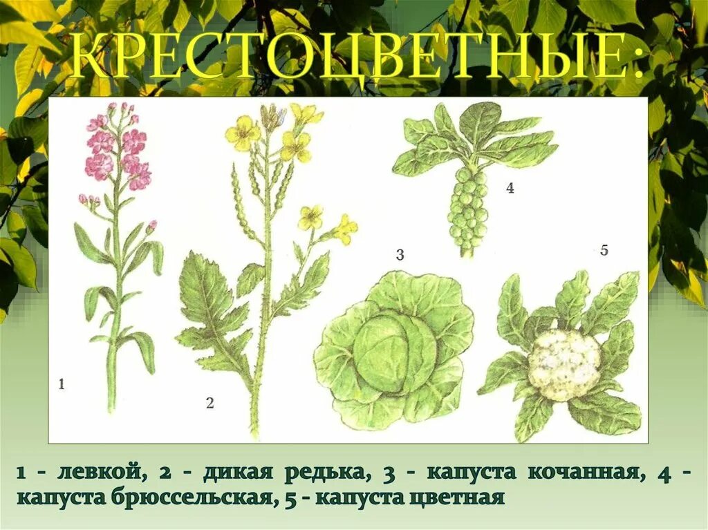 Крестоцветные редька Дикая. Левкой крестоцветные. Капустные семейство редьки. Крестоцветные капустные.