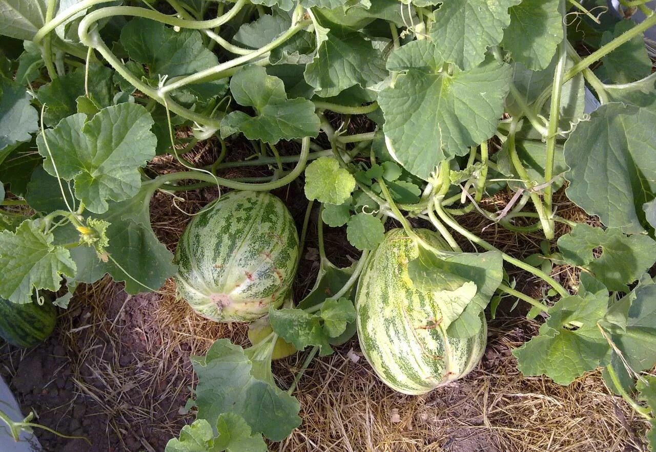 Суданская дыня. Дыня кассаба. Сорта дыни для урала. Дыня юбари фото. Дыня мечта сибарита.